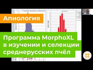 Программа MorphoXL в изучении и селекции среднерусской породы пчёл.