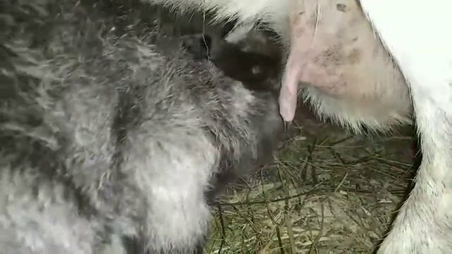 Коза кормит козлёнка.