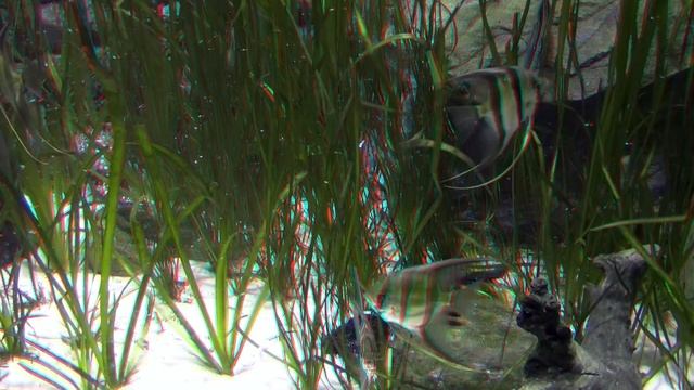 The Blue Planet Aquarium Copenhagen HD 3D Anaglyph смотреть онлайн