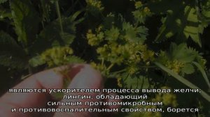 Трава манжетка обыкновенная: описание, свойства и применение