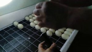 Яйца.Овоскопирую утиные,долаживаю куриные.