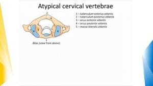 Vertebral column.mp4