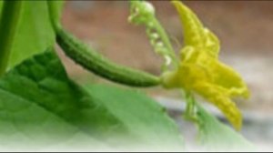 Огурец фрукт или овощ