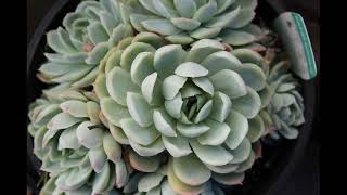 Эхеверия Суккулент посадка и уход в домашних условиях.Виды Эхеверии. смотреть онлайн