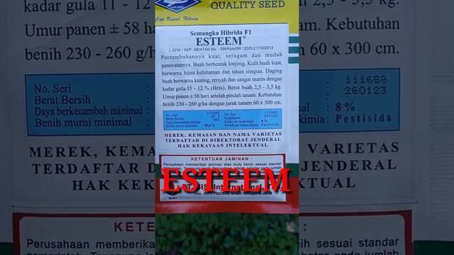 #Short - Benih Semangka Hibrida ESTEEM - Semangka Inul Kuning Cap Kapal Terbang