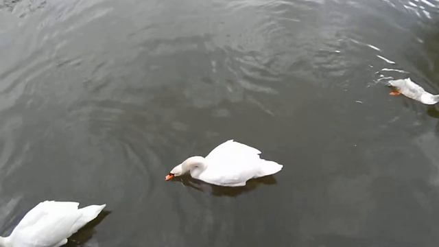 Travel to Slobozhanschyna. В поисках Пролески сибирской. Бабаёвский лес. 26.03.2017. смотреть онлайн