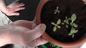 Baby Leaf Salat in Hydroponik  | Kratky-Methode