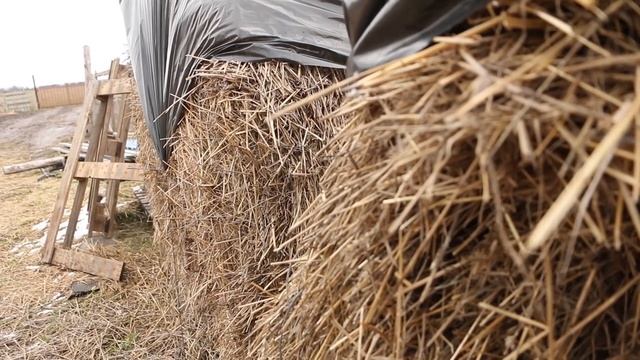 Продаем племенных Дорперов черноголовых. БеМеМу смотреть онлайн