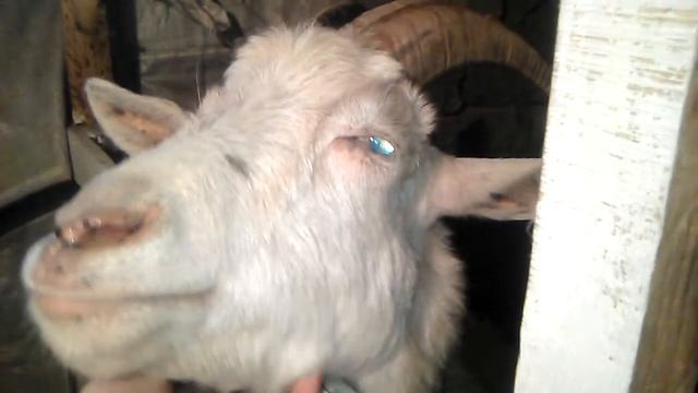 ?Уход за козами. сколько молоко дает коза. моя эко ферма смотреть онлайн
