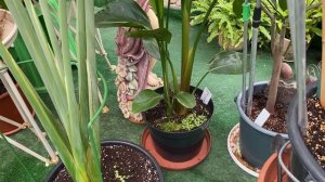 Тем временем, всего понемножку  удалось привить Олеандр