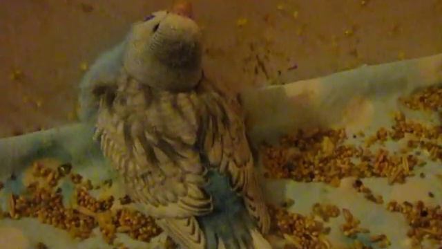 Вздорный мальчуган Ч+С декабрь 2011.MOV смотреть онлайн