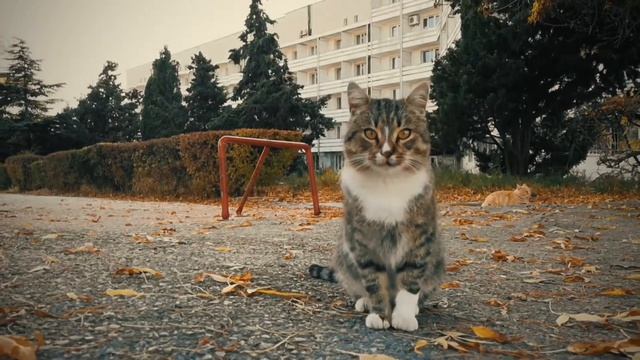 Стих Уродливый Кот Игорь Мазунин смотреть онлайн