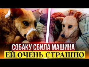 Собаку СБИЛА МАШИНА , она лежит под ливнем уже сутки и помощь не приходит