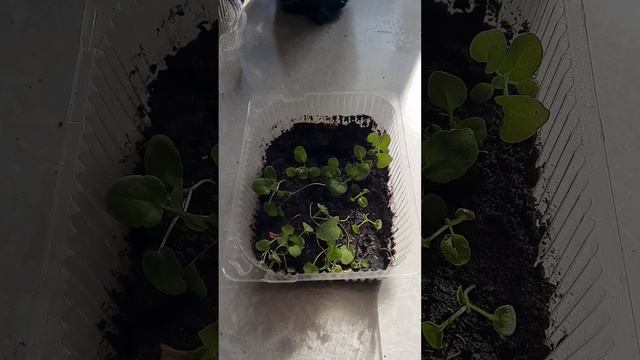 рогатая фиалка. цветы смотреть онлайн