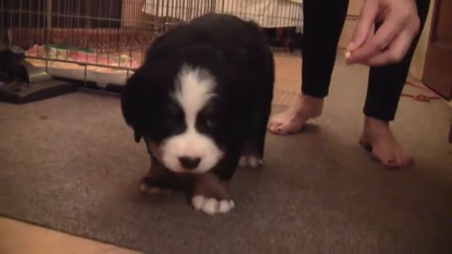 Бернский Зенненхунд. Кобель "Синий". смотреть онлайн