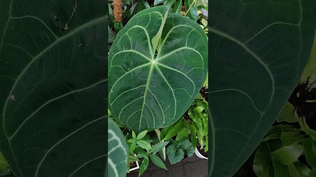 ANTHURIUM MAGNIFICUM VS ANTHURIUM CRYSTALLINUM