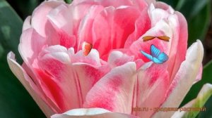 Тюльпан махровый Фокстрот (tulipa foxtrot) ? Фокстрот обзор: как сажать, луковицы тюльпаны Фокстрот