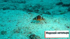 необычные морские животные