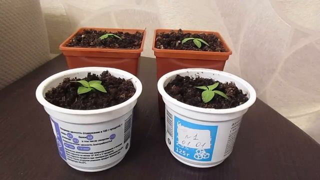 Моё мнение о торфе Классман.05.02.2020 смотреть онлайн