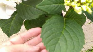 Bianco гортензия крупнолистная Бьянко  5 июня 2023 г.