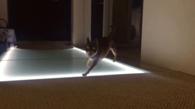 Чихуахуа в бегах. Chihuahua on the run