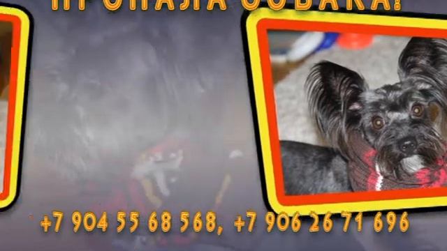 Рекламное объявление "Пропала собака!".