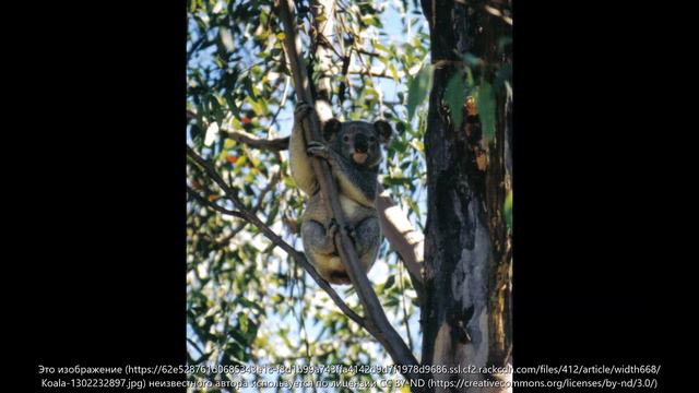 красивые олени смотреть онлайн