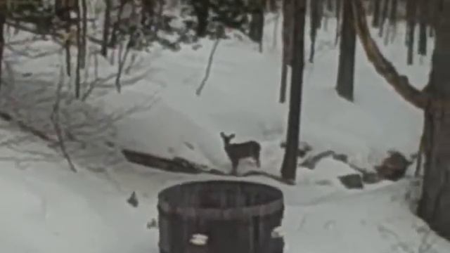 Deer eating ferns смотреть онлайн