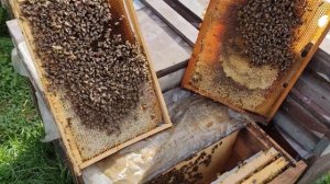 Как сохранить поздние отводки в зиму?