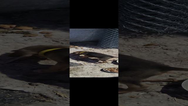 руская гончая обучаем на зайца с детства смотреть онлайн