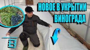 СУПЕР УКРЫТИЕ ВИНОГРАДА. КОГДА ОТКРЫВАТЬ ВИНОГРАД? СЕВЕРНЫЙ ВИНОГРАДНИК 3-21. ВИНОГРАД В ТЕПЛИЦЕ