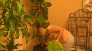 Что произошло с моим фикусом Лирата после пересадки.