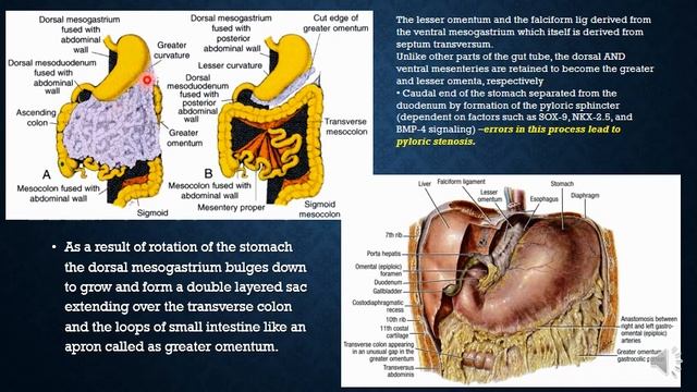 Development of GIT part 2 смотреть онлайн