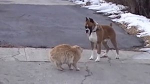 Собака напал на кота, лает не на того