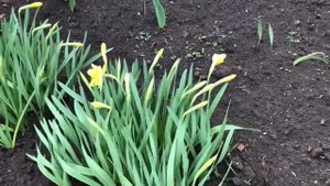 Посадка нарциссов в ячейки из-под яиц. Часть2. Весна 2021 | Planting daffodils in egg cells. Part2