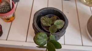 My birthday present:Hoyas,Syngonium and more Hoyas 😍🥰😘🤗Enjoy 😉