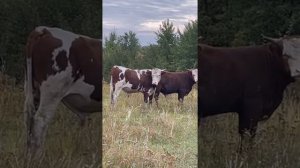 Быки мясных пород на продажу