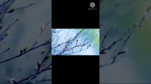 Естествознание "Как цветёт тополь?"