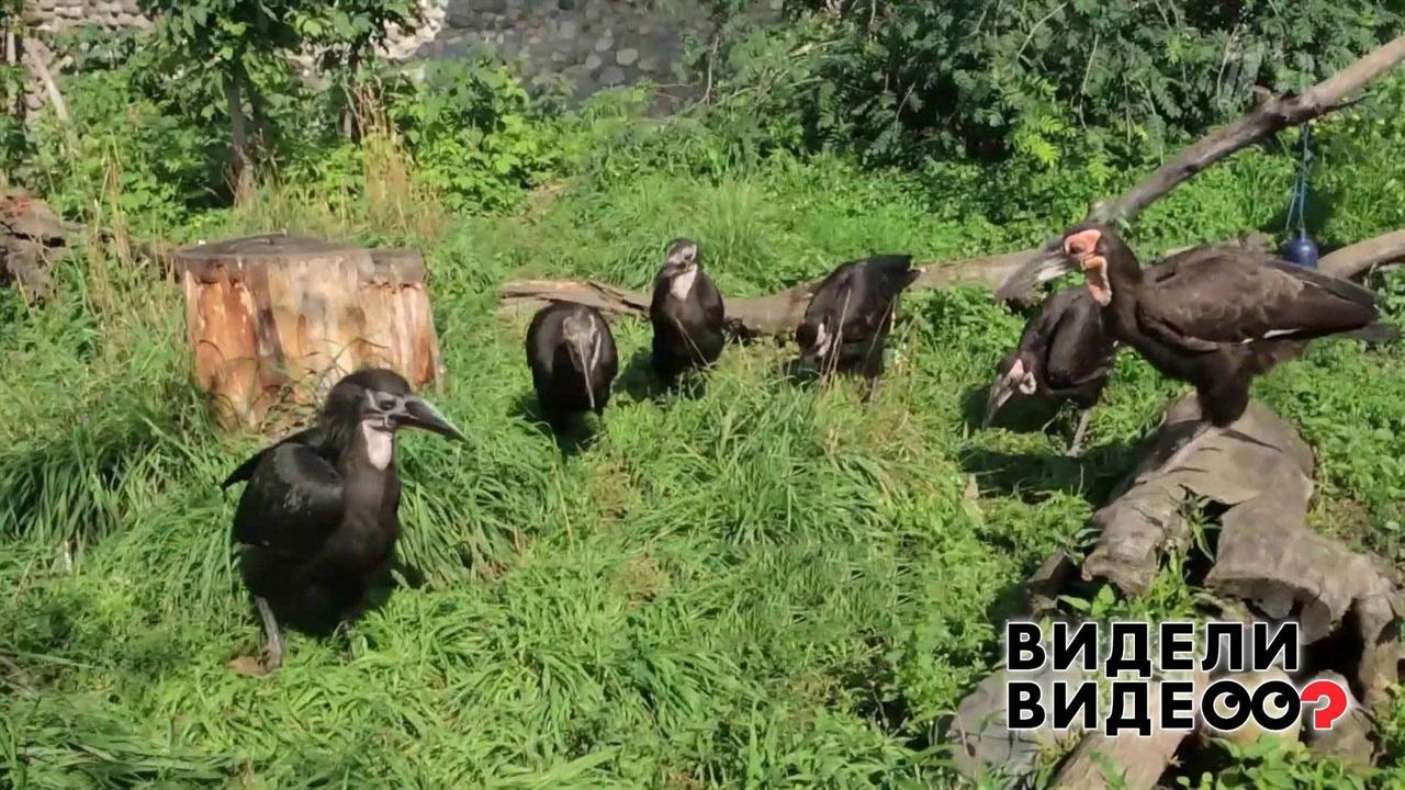 Беби-бум в Московском зоопарке. Видели видео? Фрагмент выпуска от 11.10.2020