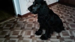 Русский охотничий спаниель Альфа охраняет дом