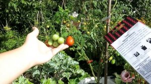 Томаты для балкона * Баяя, Беби, Ацтек, Красная и Оранжевая шапочки, Микро Том, Маскотка и ...