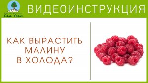 Как вырастить малину в холода?