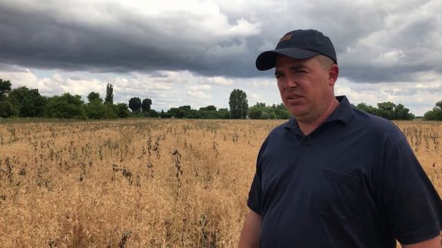 NO-TILL. Выращивание  гороха.
