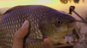 Какие рыбы ночью ловятся крупнее и лучше?