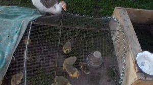 Разведение гусей для получения инкубационного яйца.