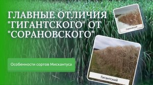 Мискантус "Гигантский" или "Сорановский". Главные отличия двух сортов Мискантуса.