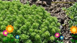 Очиток лидийский. Краткий обзор, описание характеристик, где купить саженцы sedum lydium