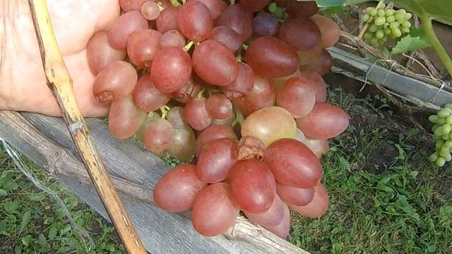 Обзор сортов винограда смотреть онлайн