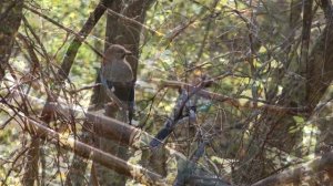 Сойка птица бандитка леса / разоряет гнезда птиц / уносят птенцов