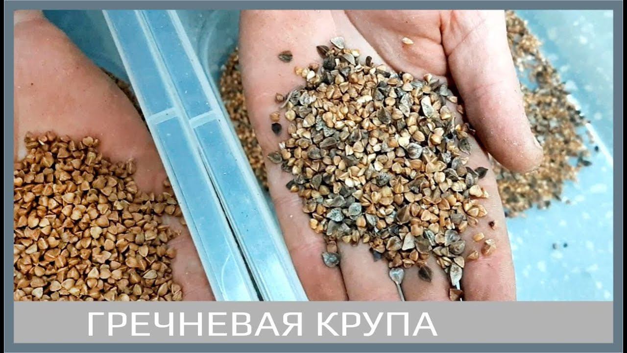 Сортировка гречневой крупы на фотосепараторе "Meyer". Buckwheat sorting.